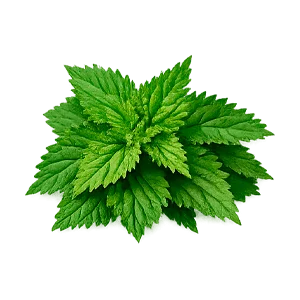 Urofarm — ortie (Urtica dioica)